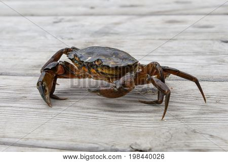 European Shore Crab Fishing Released