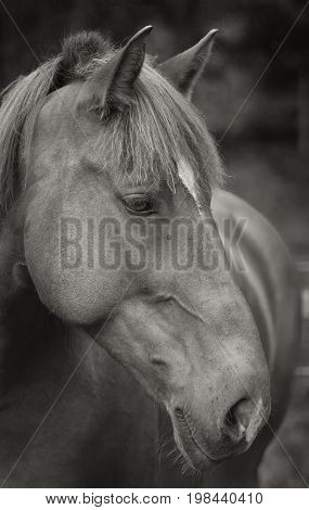 Black and white close up of a horses head