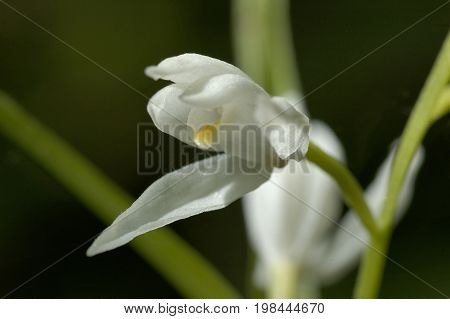 Narrow-leaved Helleborine