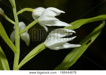 Narrow-leaved Helleborine