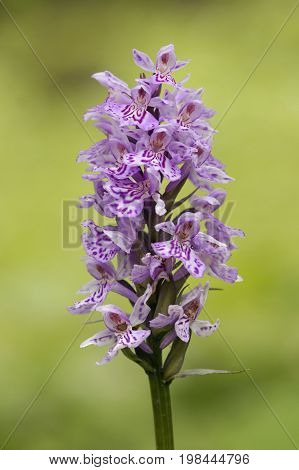 Common Spotted Orchid - Dactylorhiza fushsii
against diffused bakground