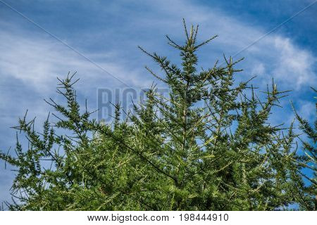 Branches Of A Coniferous Tree Against A Blue Sky