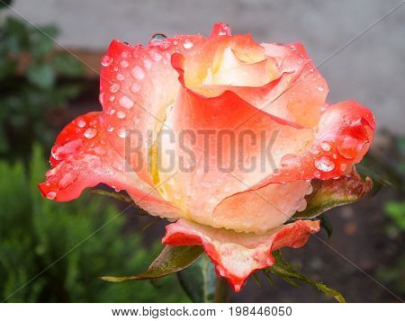 Single Bi-Color Coral and Ivory Rose in the Garden After a Morning Rain