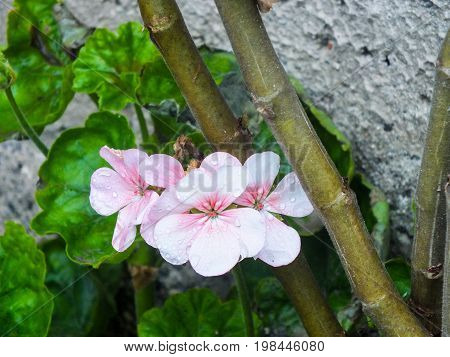 Pale Pink Geranium in the Garden After Morning Rain