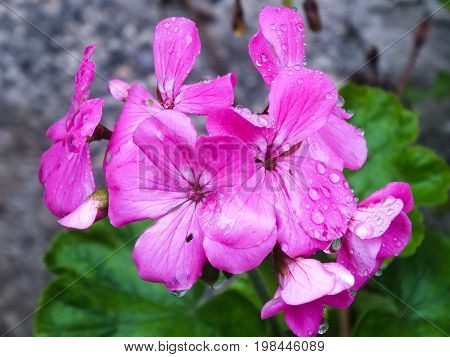 Lavender Geranium in the Garden After Morning Rain