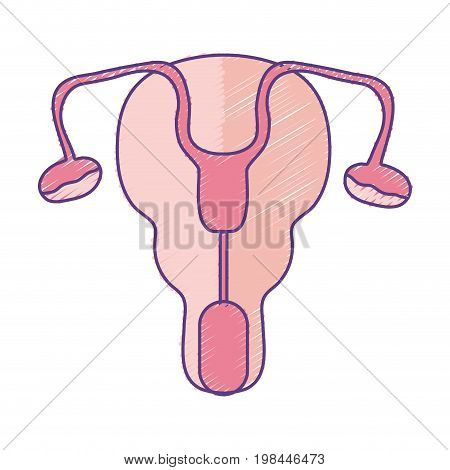 Fallopian Tubes Vector & Photo (Free Trial) | Bigstock