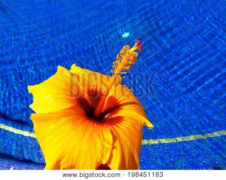 Spectacular Blooming Yellow, Orange, and Red Hibiscus in Front of
a Luxurious Dark Blue Tile Swimming Pool