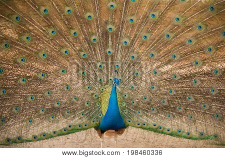 Peacock. Close up of peacock showing its beautiful feathers