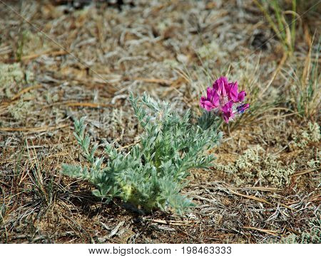 Oxytropis lanata near lake Baikal Russia  Russia nature,