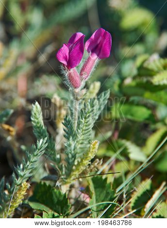 Oxytropis lanata near lake Baikal Russia Buryatia  Russia summer travel