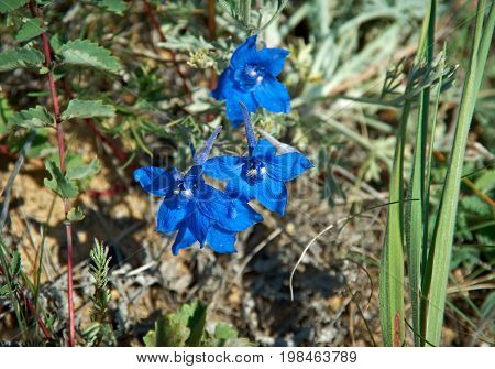 Campanula glomerata near lake Baikal Russia Buryatia  Russia summer travel