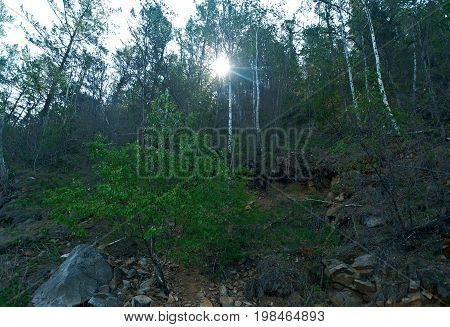 Coast Forest Lake Baikal . Buryatia  Buryatia summer