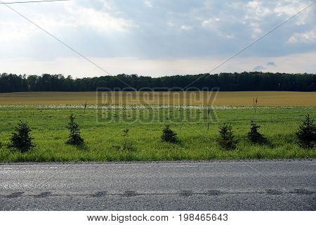 Potatoes are grown on a potato farm along Highway 131, near Alba, Michigan.