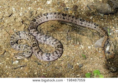 Image of banded kukri snake(Oligodon fasciolatus) on the ground. Reptile Animal
