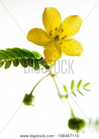 Yellow Flower Of Small Caltrops Weed Isolated On White Background