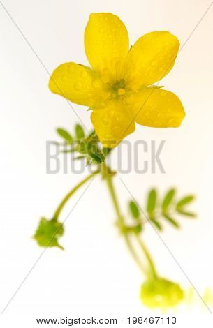 Yellow Flower Of Small Caltrops Weed Isolated On White Background