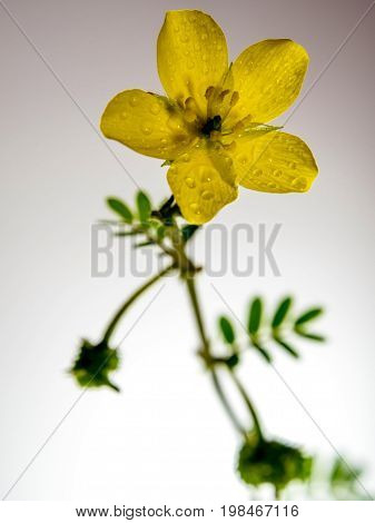 Water drop on petals of small caltrops weed, Yellow flower