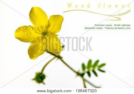 Yellow Flower Of Small Caltrops Weed, Isolated Flower On White Background
