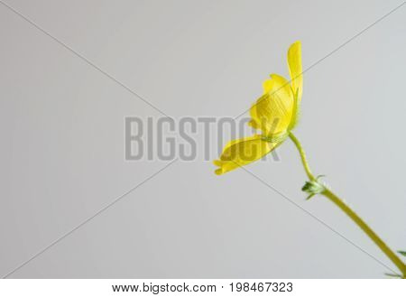 Yellow Flower Of Small Caltrops Weed Isolated On Gray Background