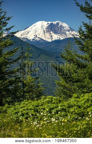 Mt. Rainier Washington State Park Views Of The Peak Through The Foliage