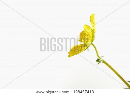 Yellow Flower Of Small Caltrops Weed Isolated On White Background