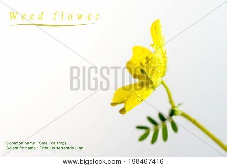 Yellow Flower Of Small Caltrops Weed, Isolated Flower On White Background