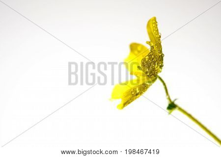 Yellow Flower Of Small Caltrops Weed, Isolated Flower On White Background