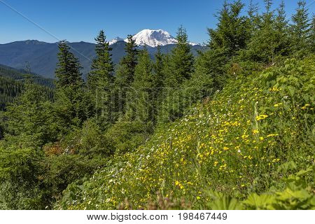 Mt. Rainier Washington State Park With Green Vegetation