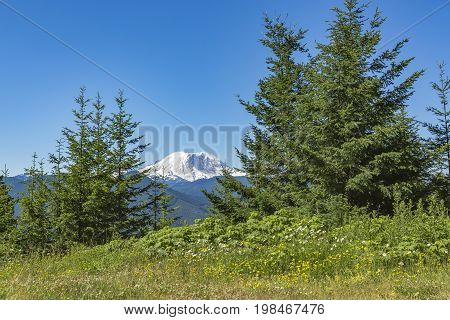 Mt. Rainier Washington State Park With Trees And Peaks