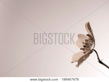 Flower Of Small Caltrops Weed, Isolated Flower On White Background