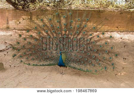 Peacock. Close up of peacock showing its beautiful feathers