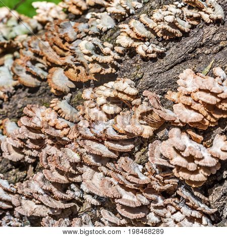 Inedible mushroom Melanistic ordinary ( lat. Schizophyllum commune ) has medicinal properties. Berdsk Novosibirsk oblast Siberia Russia August