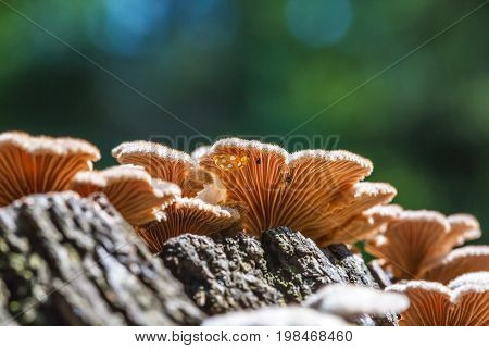 Inedible mushroom Melanistic ordinary ( lat. Schizophyllum commune ) has medicinal properties. Berdsk Novosibirsk oblast Siberia Russia August