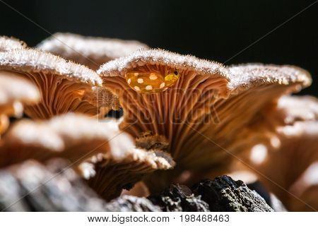 Inedible mushroom Melanistic ordinary ( lat. Schizophyllum commune ) has medicinal properties. Berdsk Novosibirsk oblast Siberia Russia August