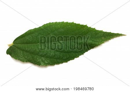 fresh green Flacourtia jangomas leaves on white background