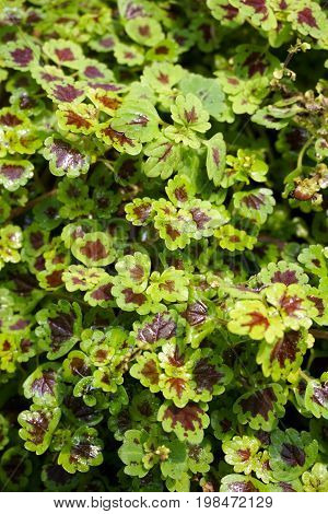 fresh green Solenostemon scutellarioides plant in nature garden