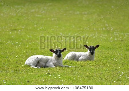 Sheep and lambs above Elterwater, English Lake District