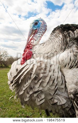 turkey male or gobbler closeup on the blue sky background.
