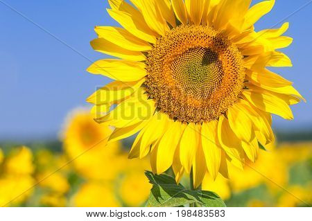 A close-up of a single bright yellow sunflower on a sunflower field the background is blurred a field of yellow flowers
