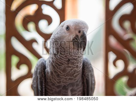 Beautiful African Gray Parrot  The smartest bird in the world