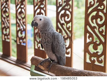 Beautiful African Gray Parrot  The smartest bird in the world