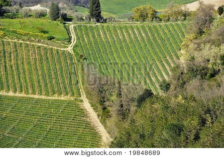 Vineyard Toscanassa keväällä, Italia