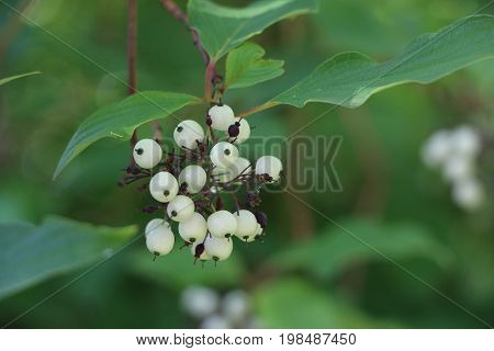 White Svidina - Poisonous White Berries And Green Bush Leaves