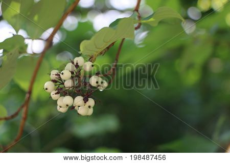 White Svidina - Poisonous White Berries And Green Bush Leaves