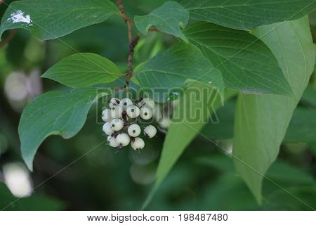 White Svidina - Poisonous White Berries And Green Bush Leaves