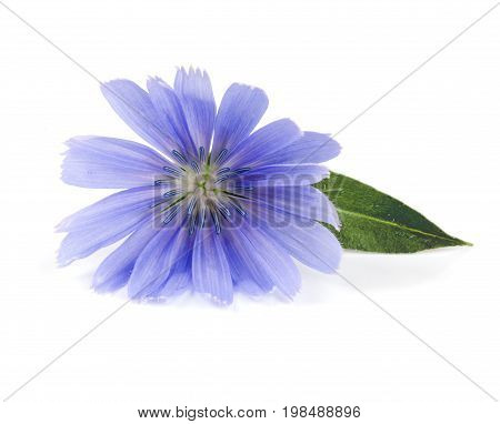 Chicory flower with leaf isolated on white background macro.