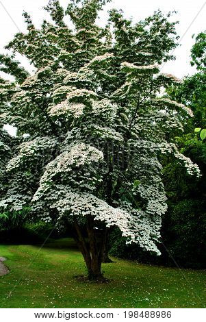 Chinese dogwood Latin name Cornus kousa chinesis