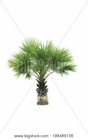 Palm Tree