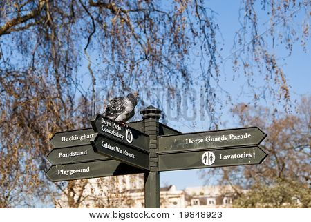 Um pombo em um pedestre Cadastre-se no Parque St. James, Londres, Inglaterra