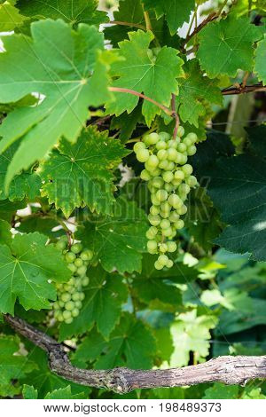 green grapes haning uvae pallium suum with wood